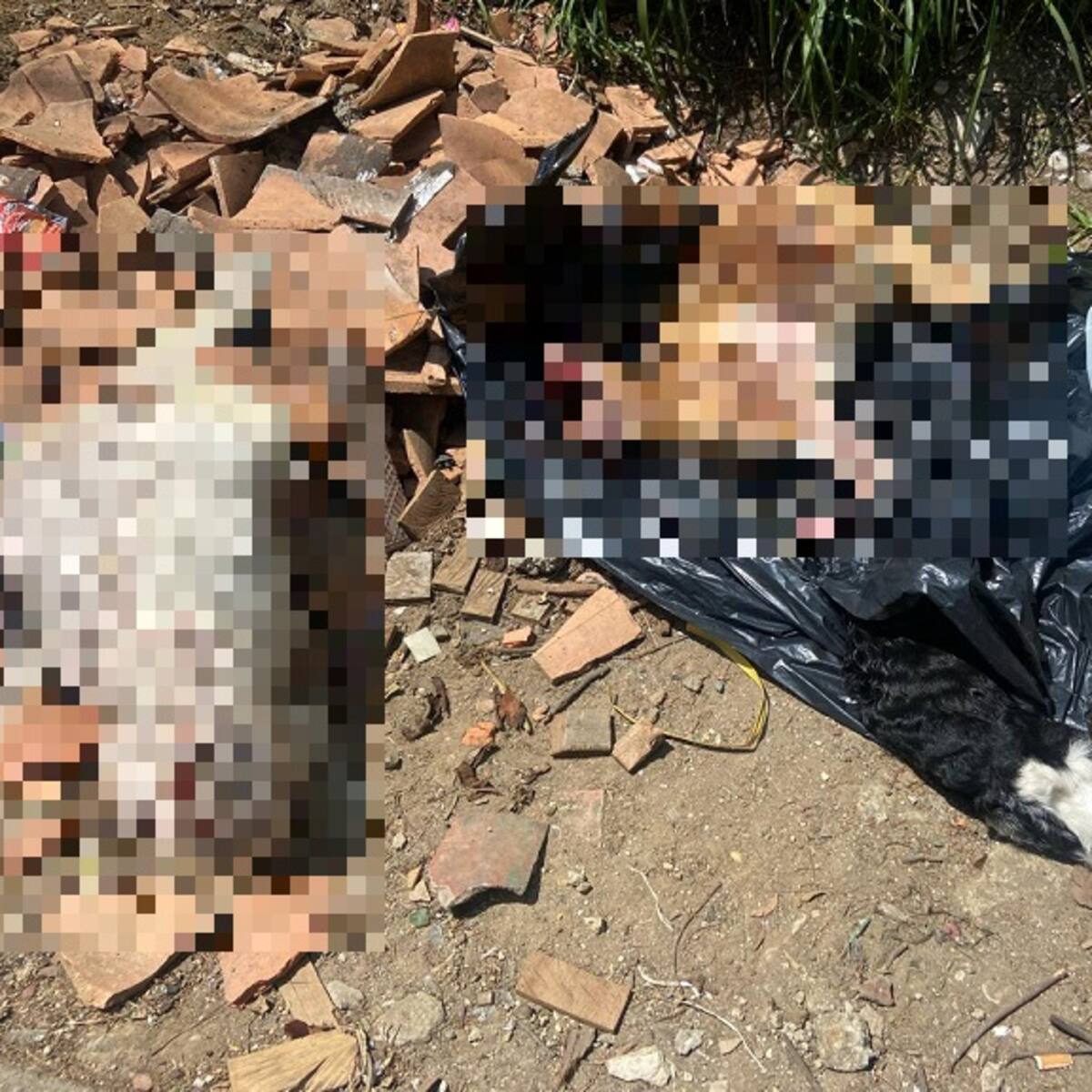 En Santa Elena están decapitando animales, al parecer, para ritos satánicos