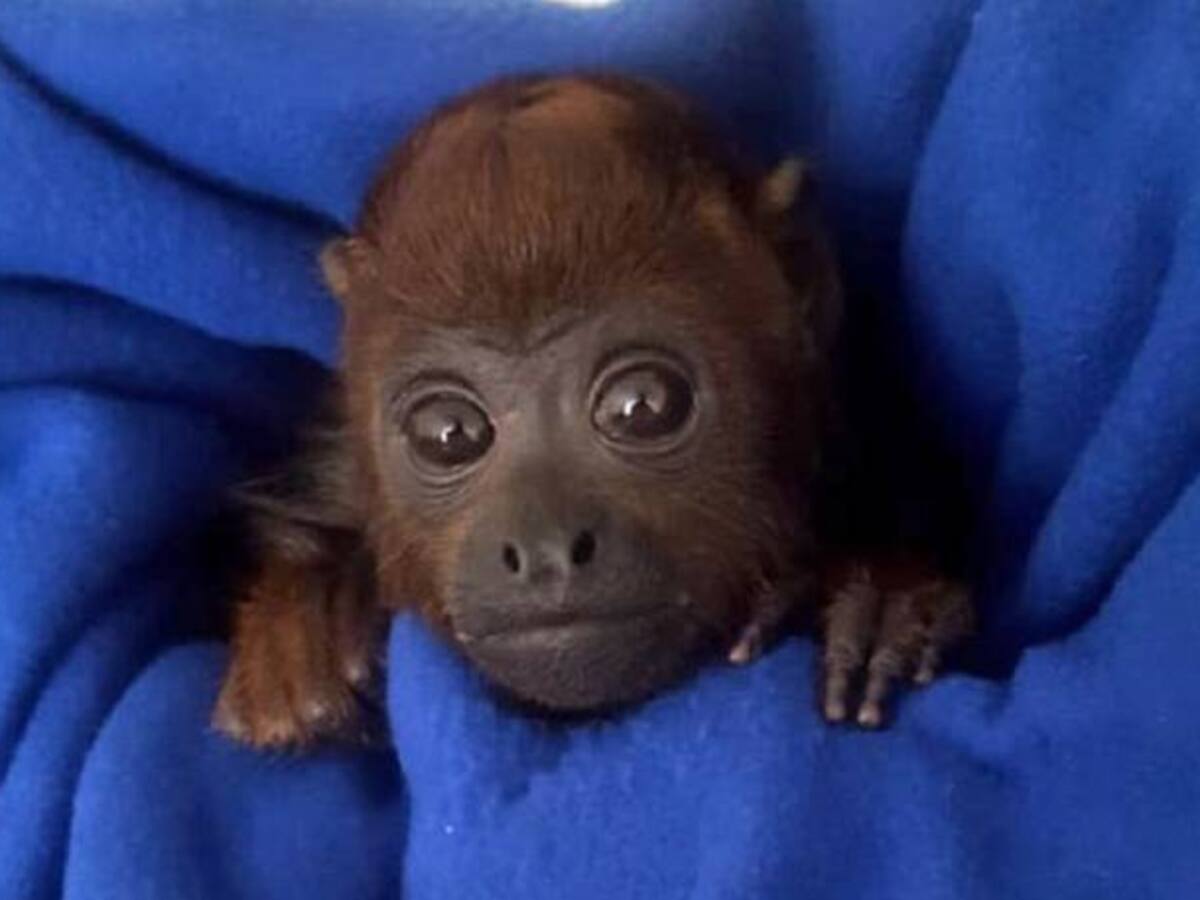 Rescatan un mono aullador en Bosa