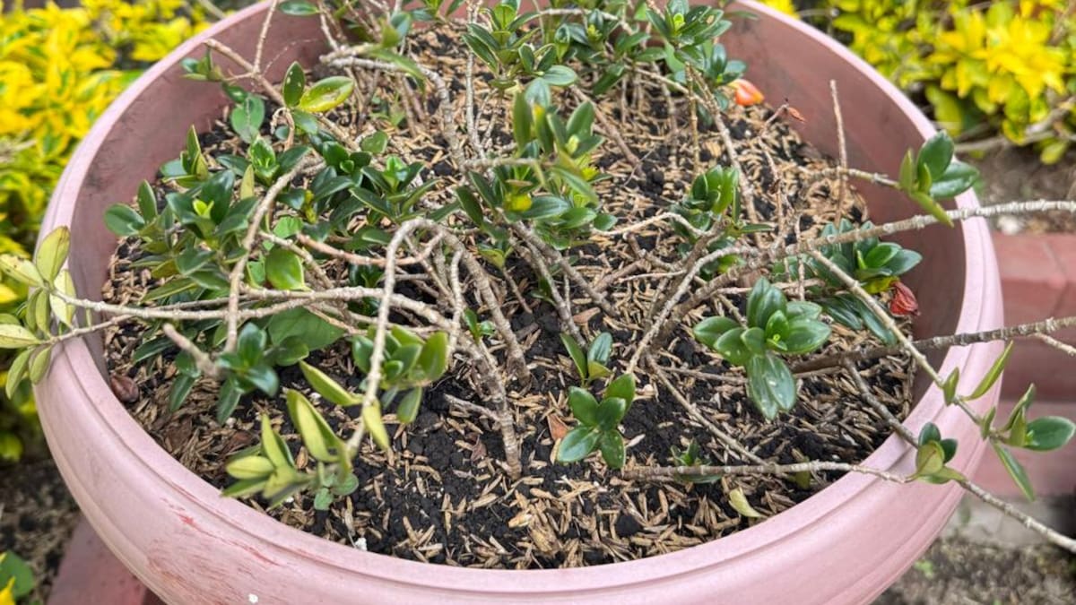 ¿Cómo se cuida la planta pescadito: es de sol o de sombra? Simboliza admiración y buena energía