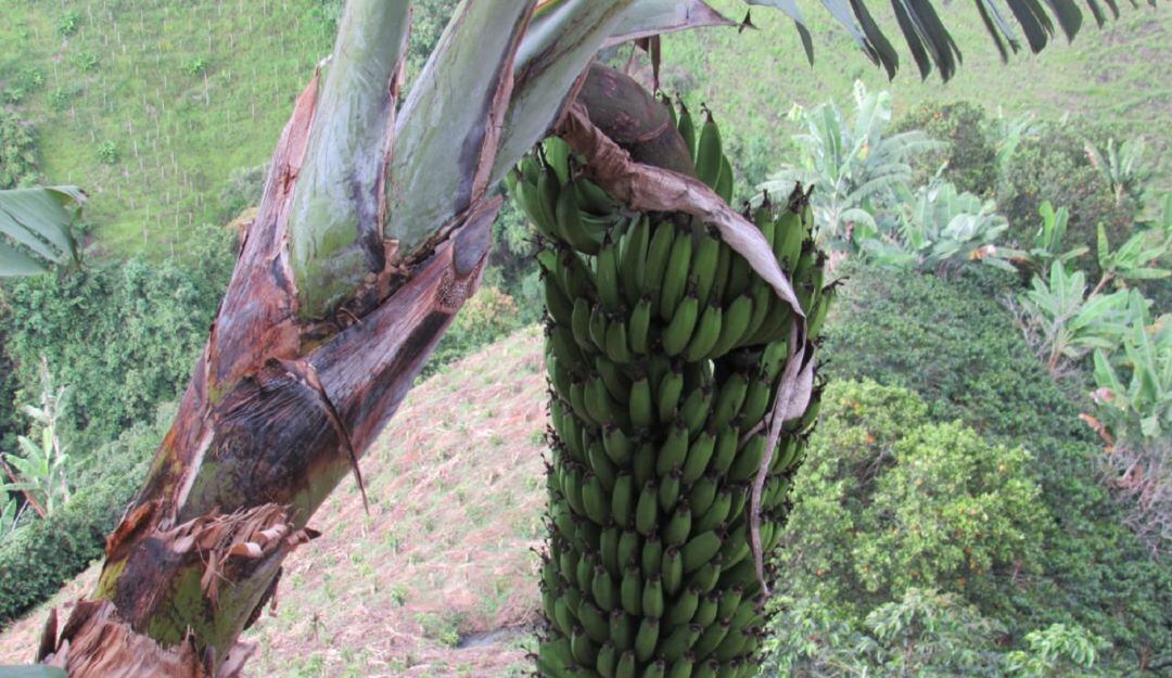 Seguro para productores en Caldas