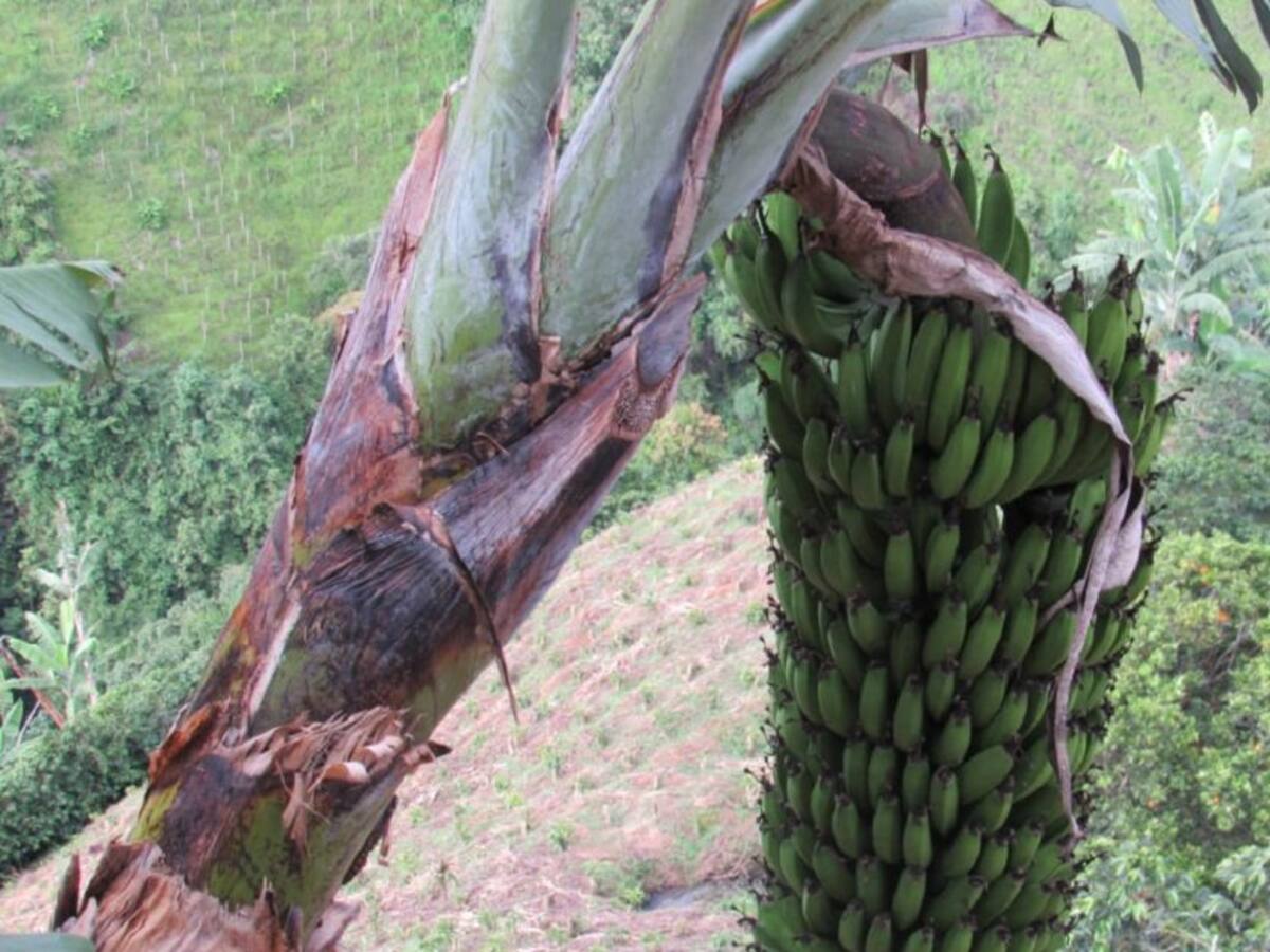 Los productores agrícolas de Caldas podrán asegurar sus actividades