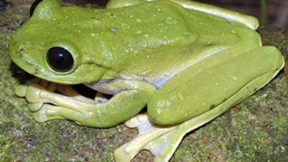 Hallan 50 nuevas especies en Papua Nueva Guinea