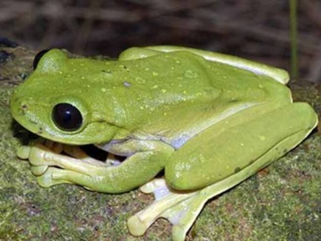 Hallan 50 nuevas especies en Papua Nueva Guinea