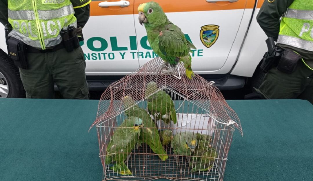 Aves recuperadas en Caldas