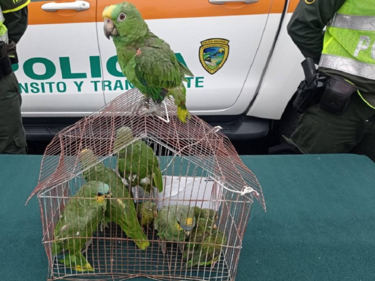 Recuperadas 10 aves exóticas en la bodega de un bus
