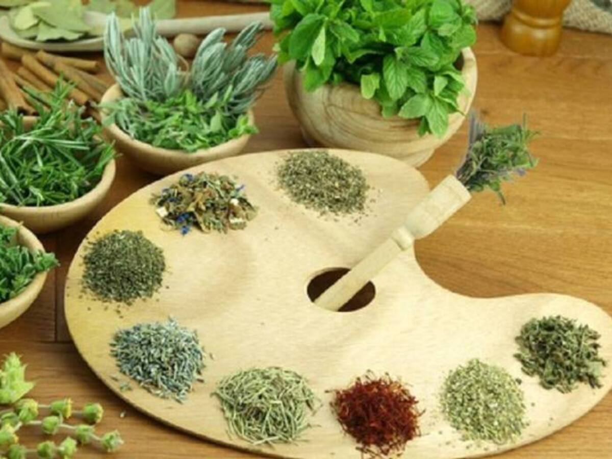 Plantas medicinales, un regalo para la salud