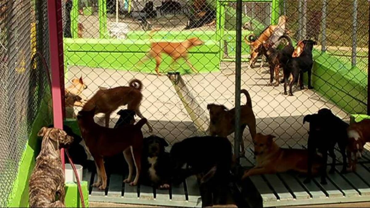 Peligra la promesa de construir centro de bienestar animal en Bucaramanga