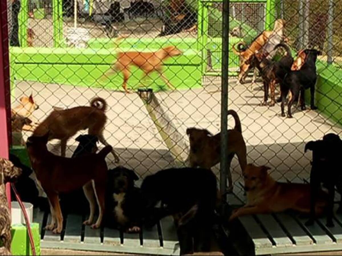 La promesa que no cumpliría el alcalde, el Centro de Bienestar Animal