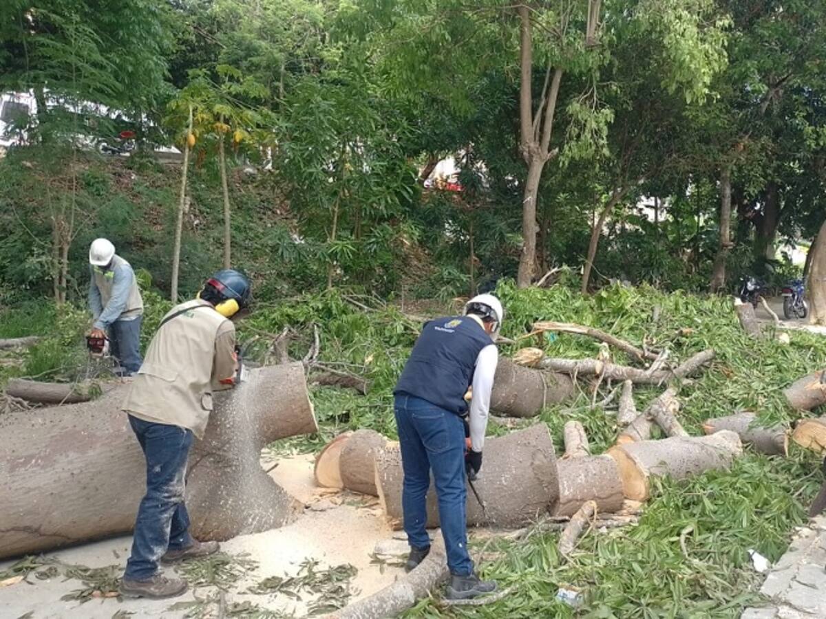 Árbol de gran tamaño cayó sobre una vivienda en barrio Chile de Cartagena