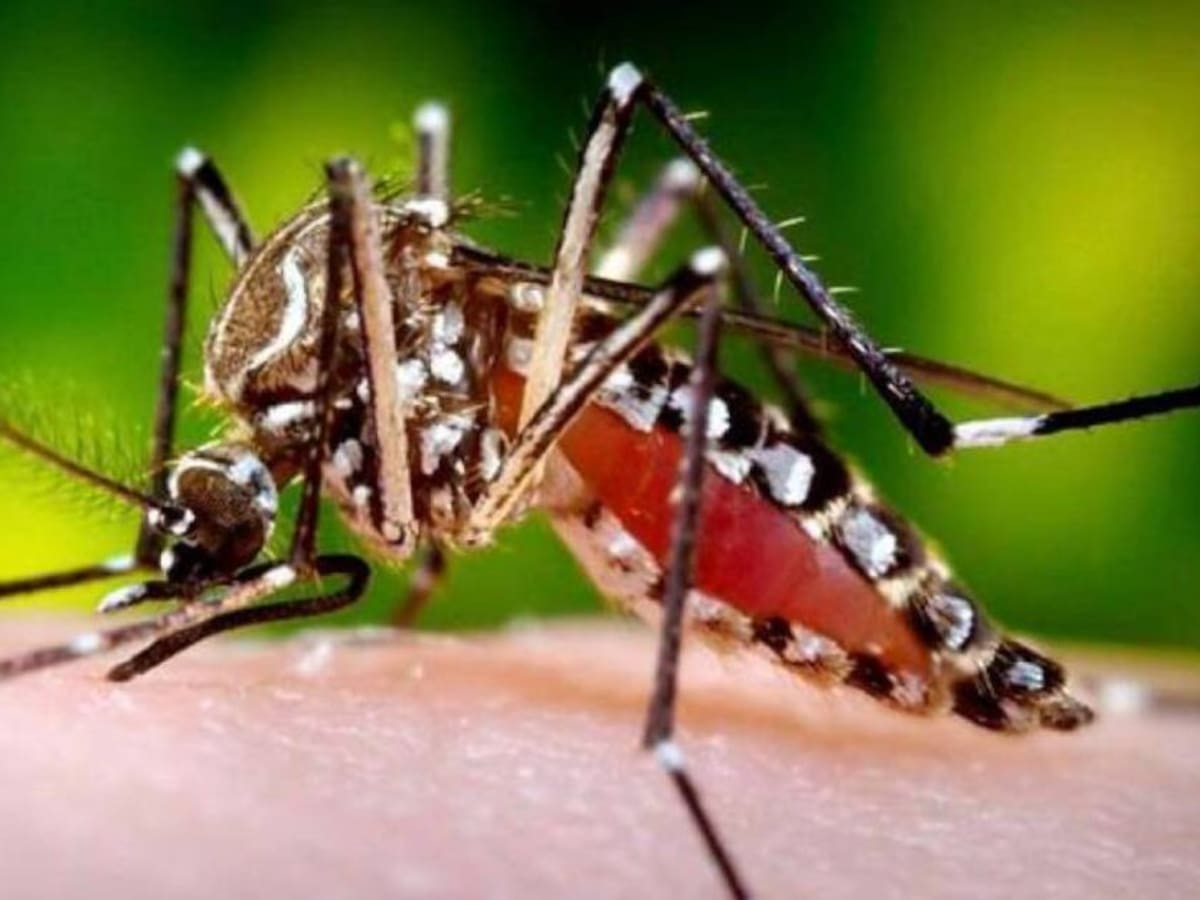 Alerta en el occidente de Risaralda por aumento en los casos de malaria