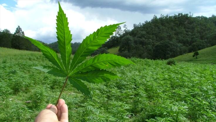 Marihuana y leche, la esperanza de vida de una mujer enferma de cáncer