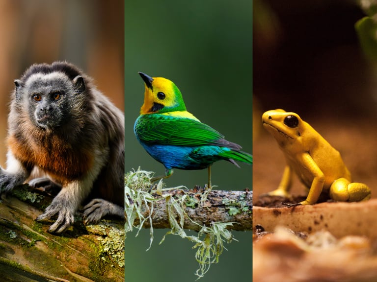 Tres especies de animales silvestres endémicas de Colombia. (Foto: Getty Images)