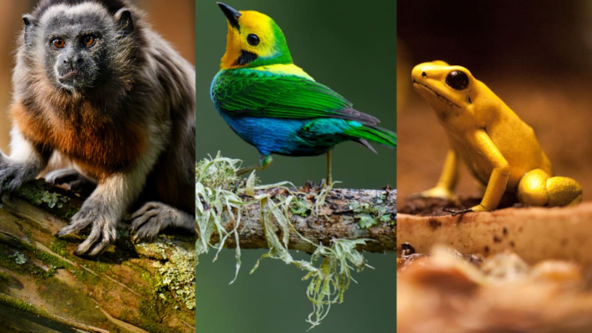 44 especies de animales están en riesgo de extinción por cuenta del conflicto armado en Colombia