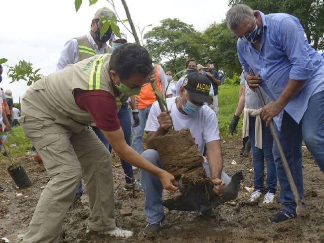 Siembran 300 árboles en cuarta etapa de Las Gaviotas en Cartagena