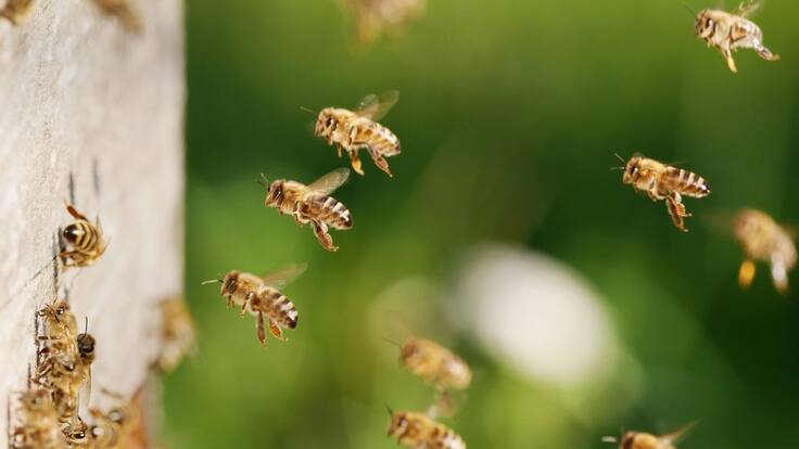 Crean suplemento para abejas que mitigaría el peligro de su extinción
