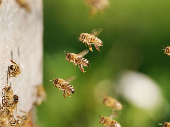 Crean suplemento para abejas que mitigaría el peligro de su extinción