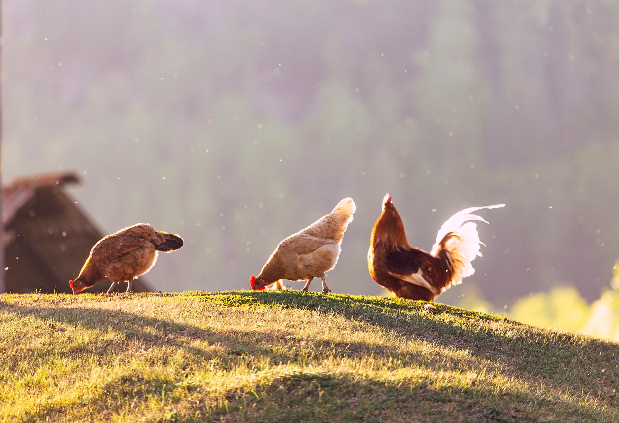 Grupo de gallinas caminando por un campo abierto (Foto vía Getty Images)