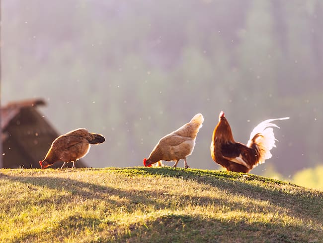Grupo de gallinas caminando por un campo abierto (Foto vía Getty Images)