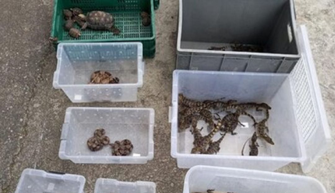 Animales recuperados. 