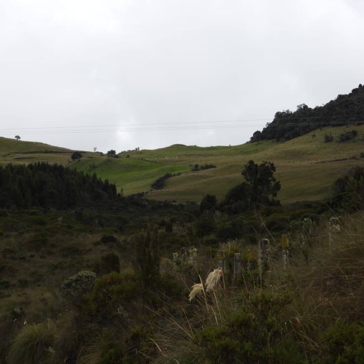 Aprueban plan de manejo de la reserva forestal protectora El Toro en el norte del Tolima