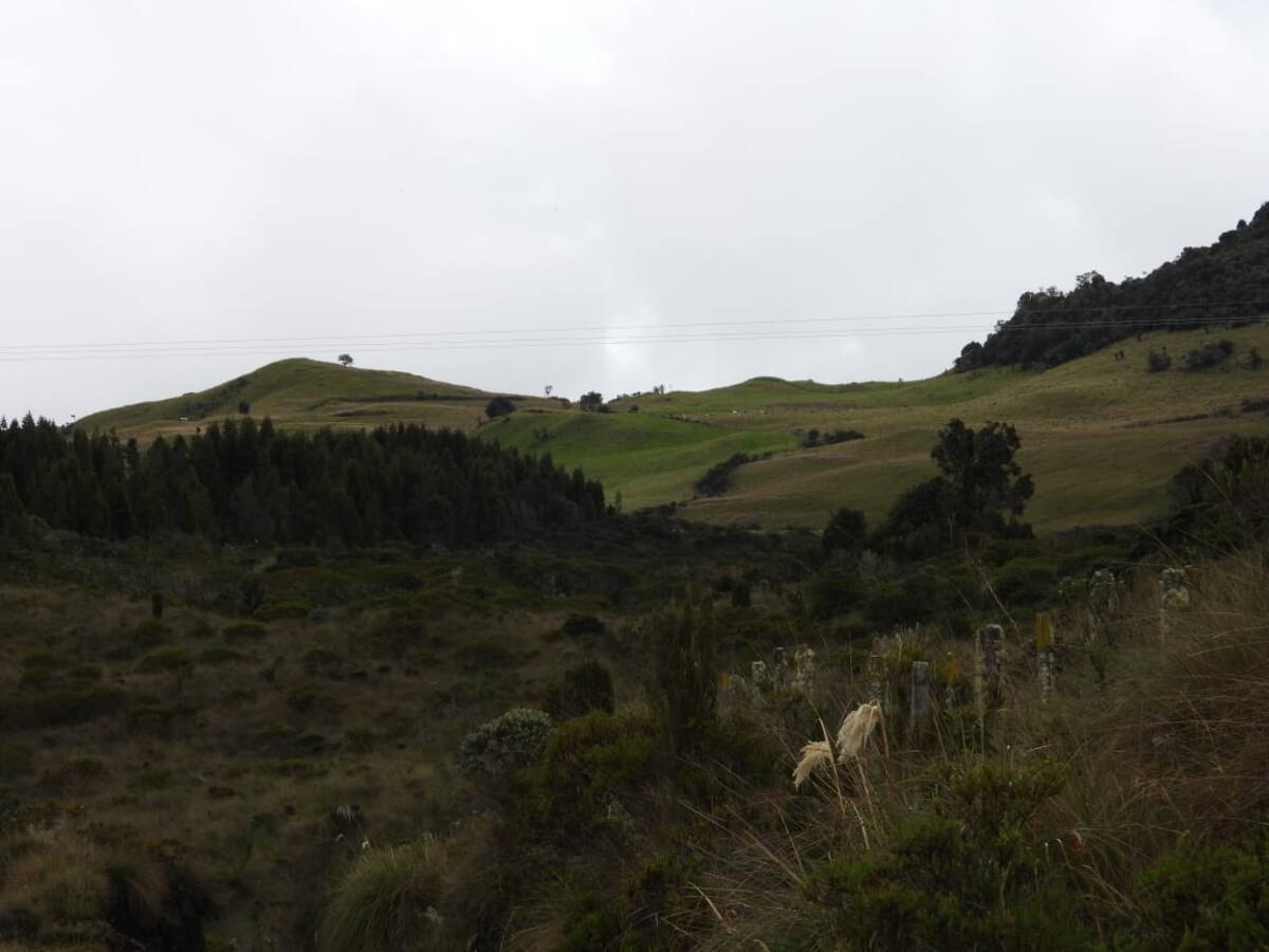 Aprueban plan de manejo de la reserva forestal protectora El Toro en el norte del Tolima