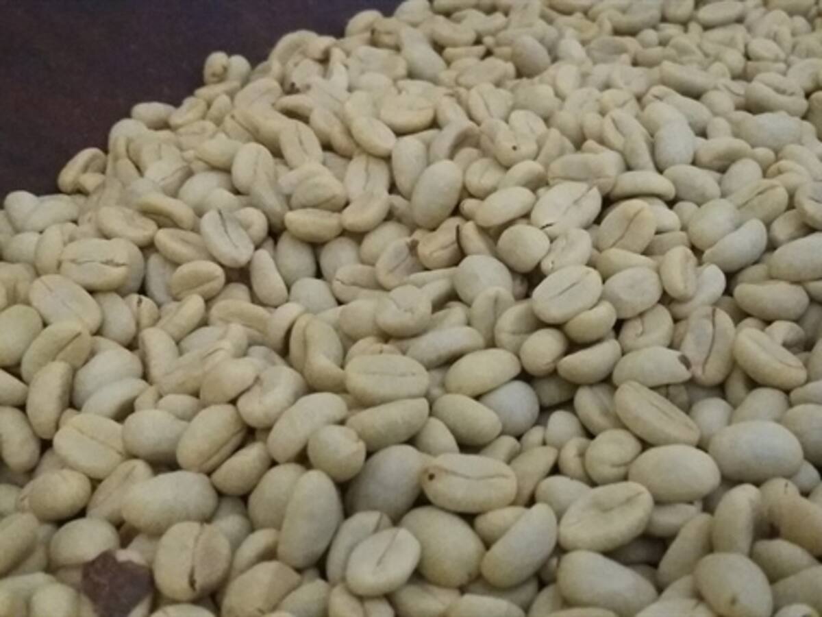 Más de 38.000 hectáreas de café fueron renovadas en primer semestre de 2015