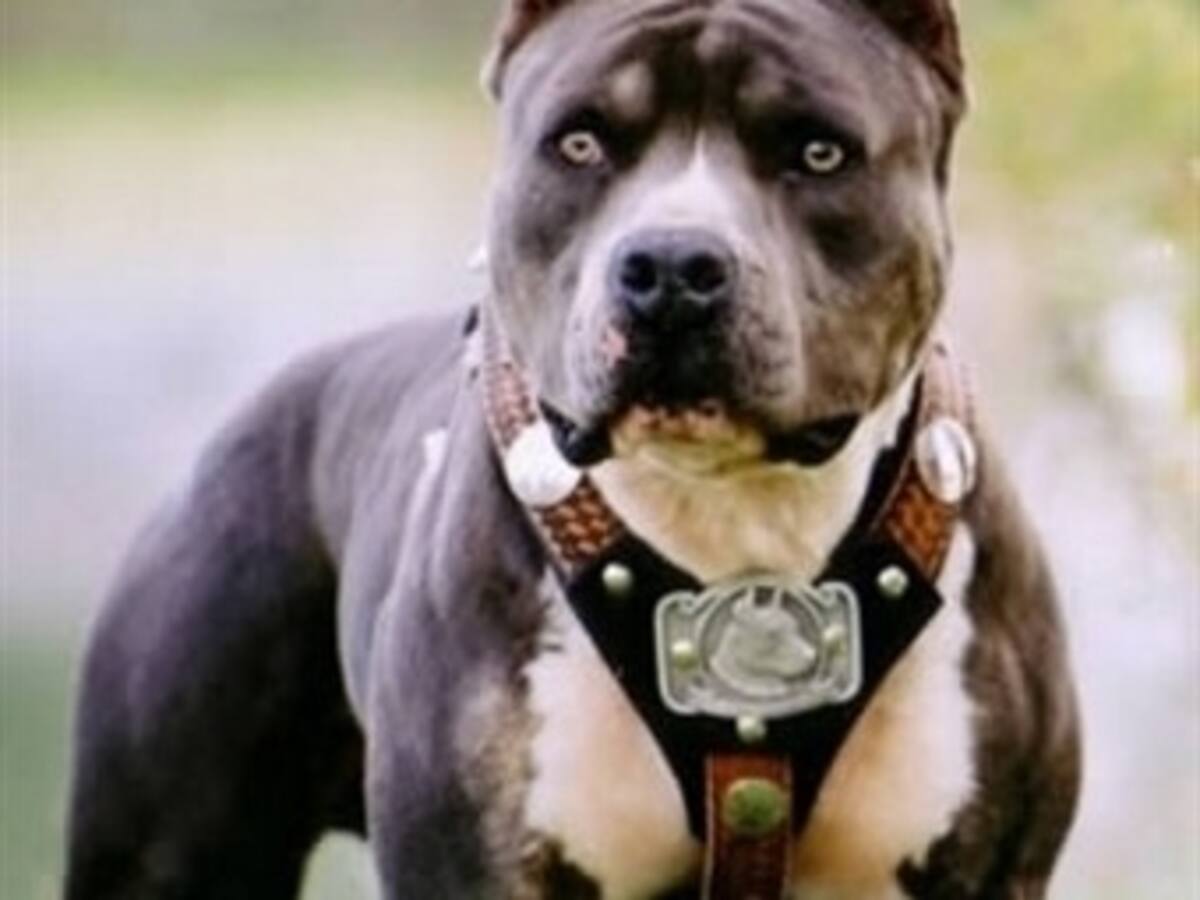 Muere niño de dos años atacado por perro pit bull