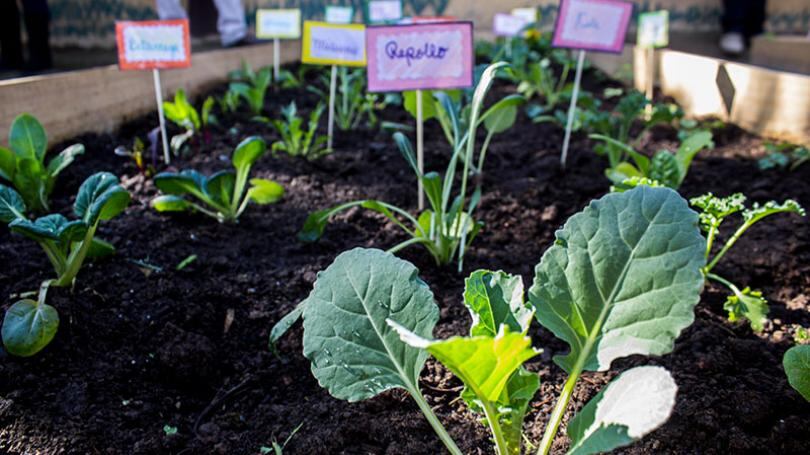 Huerta escolar en Buenavista, ejemplo de innovación pedagógica y sostenibilidad