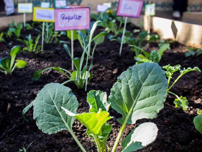 Huerta escolar en Buenavista, ejemplo de innovación pedagógica y sostenibilidad