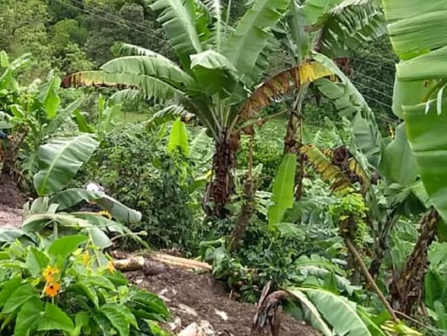 Café y plátano los cultivos más afectados por las lluvias
