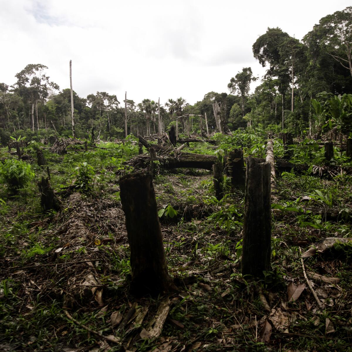 Deforestación en el Amazonas está perjudicando el flujo normal de las lluvias