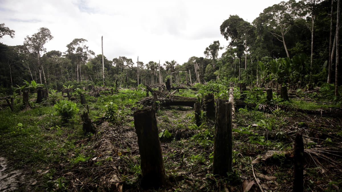 Pérdida de bosque virgen se disparó en Colombia