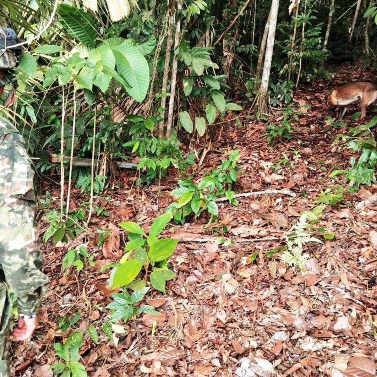 Cinco artefactos explosivos fueron destruidos en el sur de Bolívar