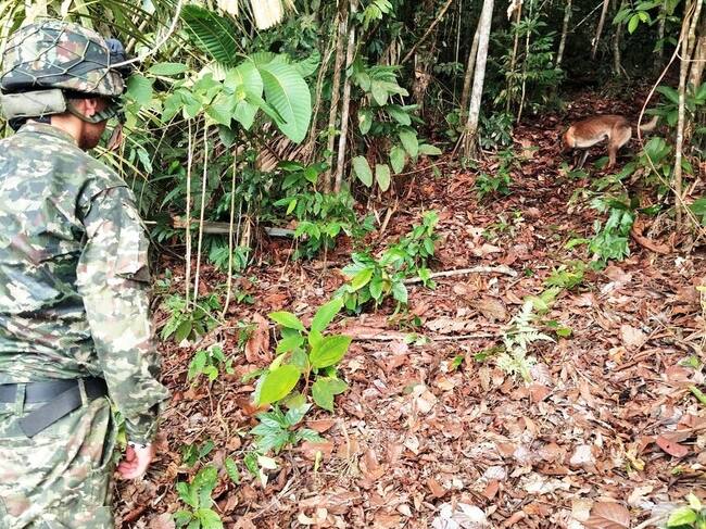 Cinco artefactos explosivos fueron destruidos en el sur de Bolívar