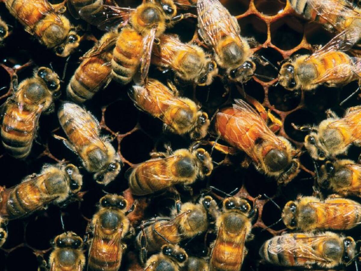 Pesticidas siguen amenazando la apicultura en el Huila