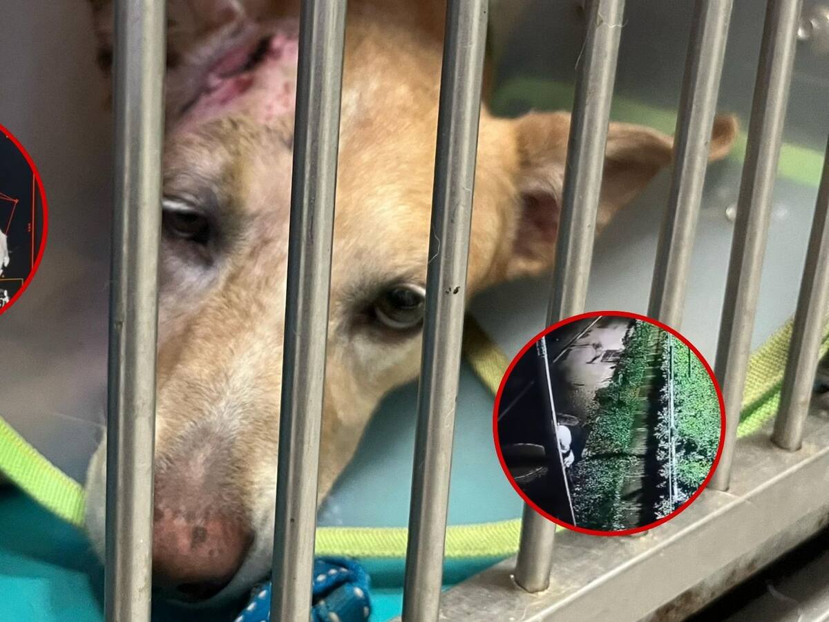 Justicia para Max perrito que recibió dos impactos de bala de su propio dueño