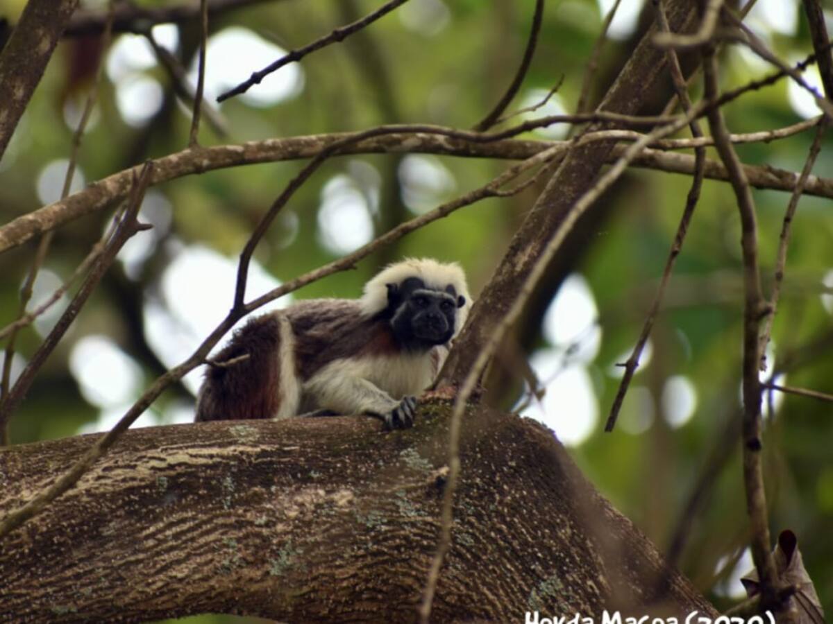 En armonía con el medio ambiente: así es el compromiso de Cerro Matoso