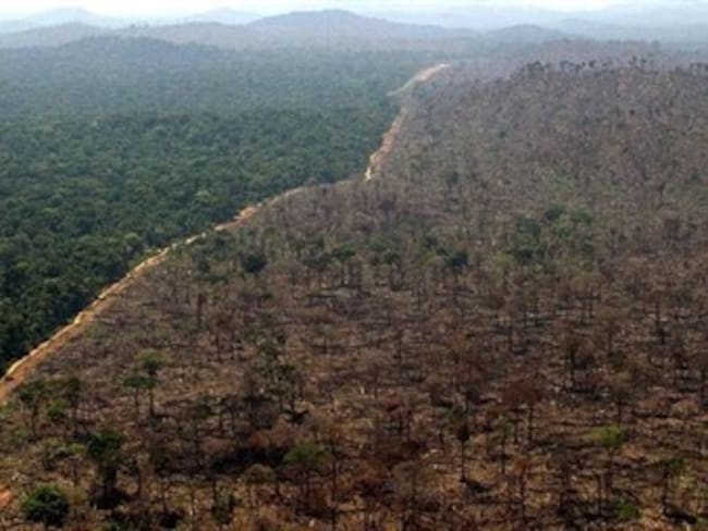 En cinco departamentos se concentra la deforestación en Colombia
