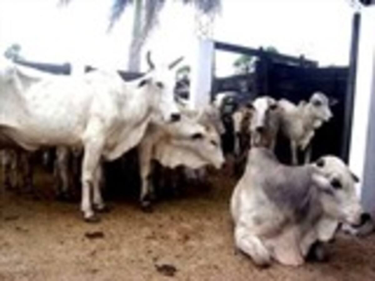 Gobierno pide guardar comida para el ganado ante la inminencia de fuerte sequía