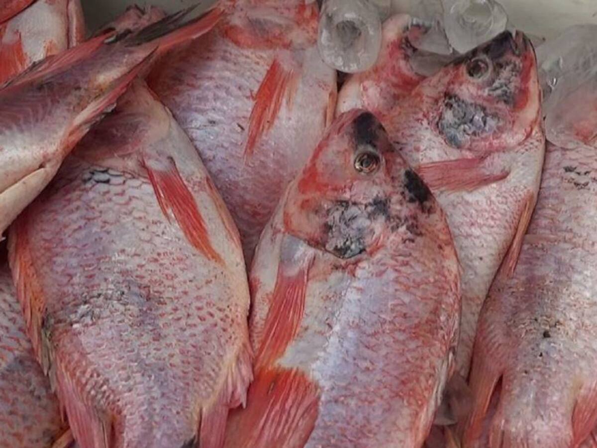 165 kilos de pescado en mal estado fueron incautados en Neiva