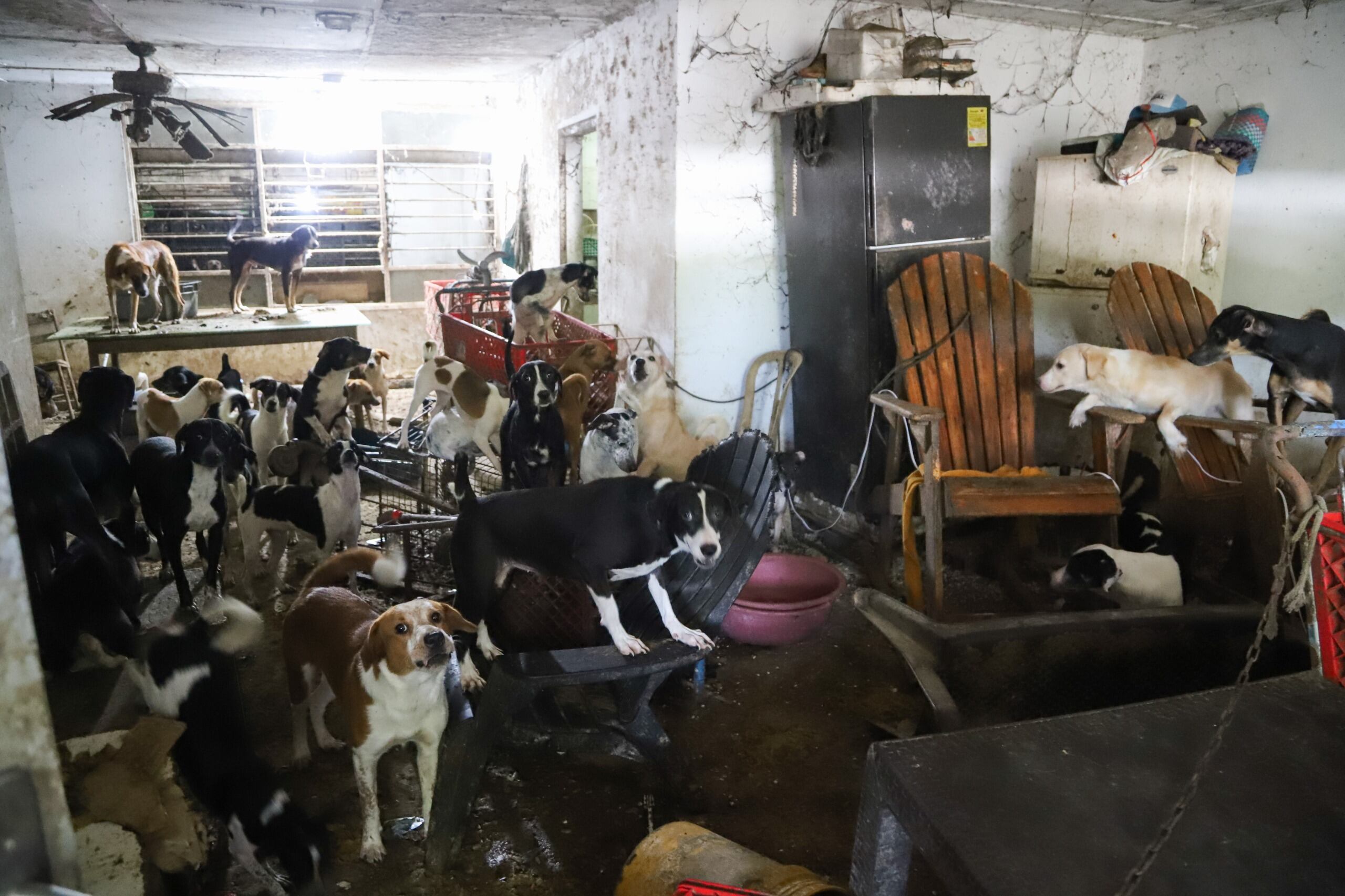 Los animales rescatados. Foto: Alcaldía de Barranquilla.