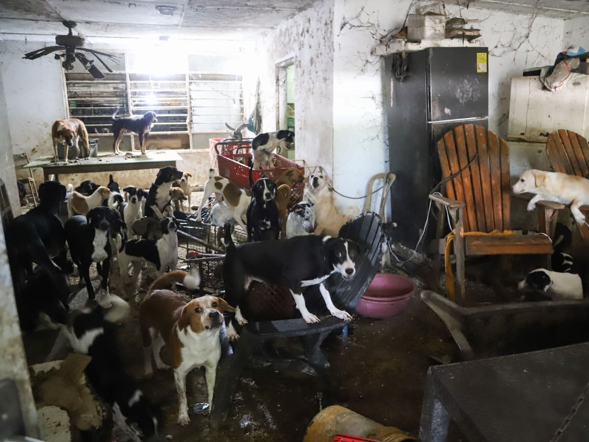 Alcaldía de Barranquilla rescata más de 70 animales de la llamada ‘La casa de los gatos’