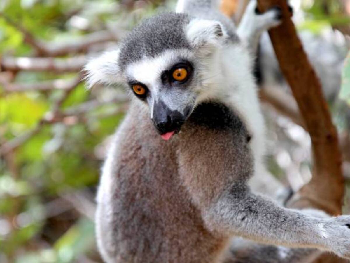 Más de 50 animales silvestres se rescataron en Cundinamarca