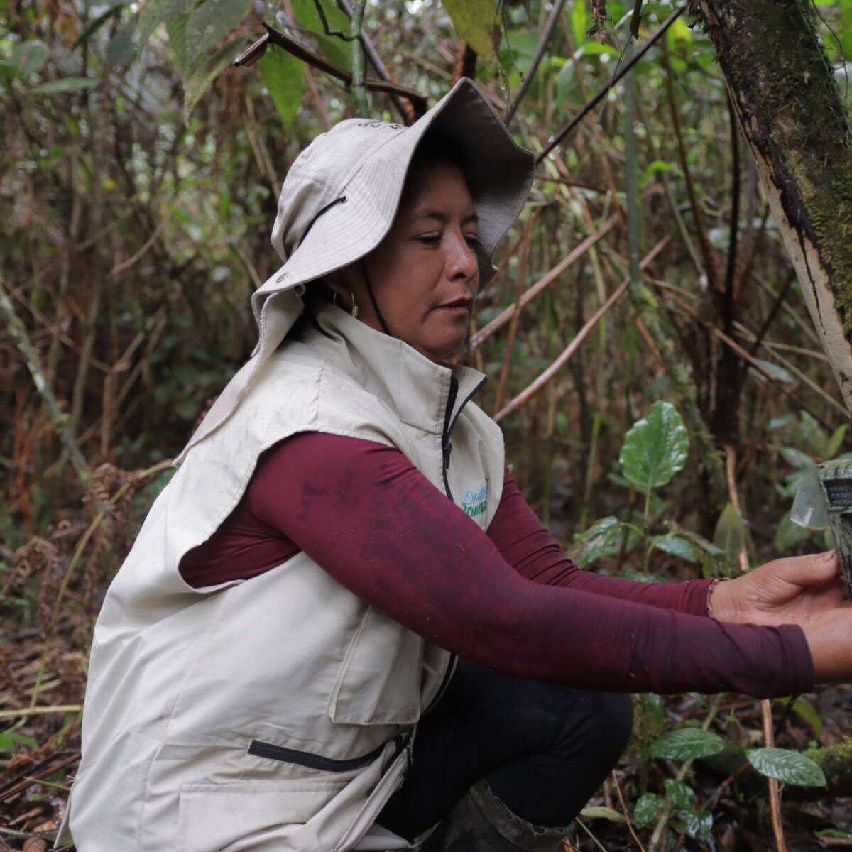 Más de 24 mil especies se han logrado registrar en el Huila, gracias al fototrampeo