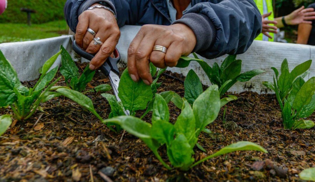 Trabajo en huerta casera de Manizales