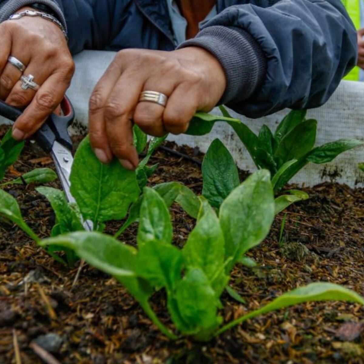 Las huertas urbanas toman fuerza en Manizales