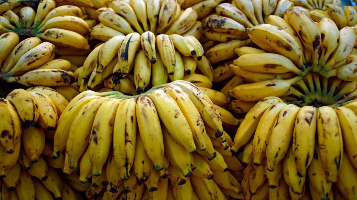 Bananeros hacen alerta ante petición de la UE de pagar a menor precio el fruto colombiano