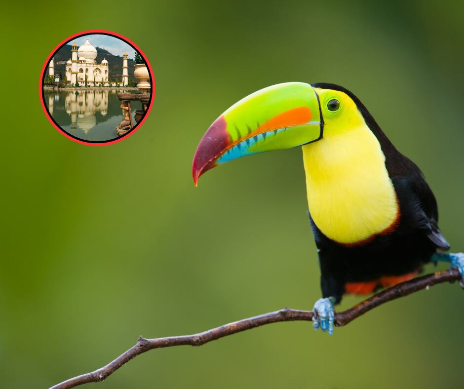 Tucán y Parque Jaime Duque, Colombia (Getty Images)