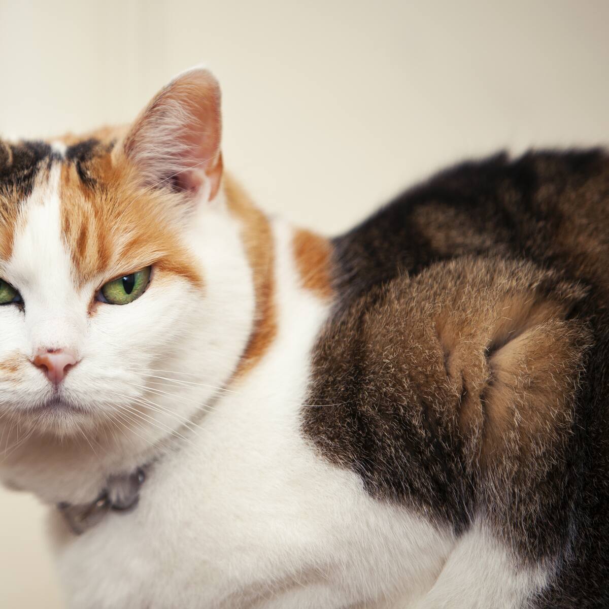 ¿Cómo saber si su gato es protector? Comportamientos, según expertos