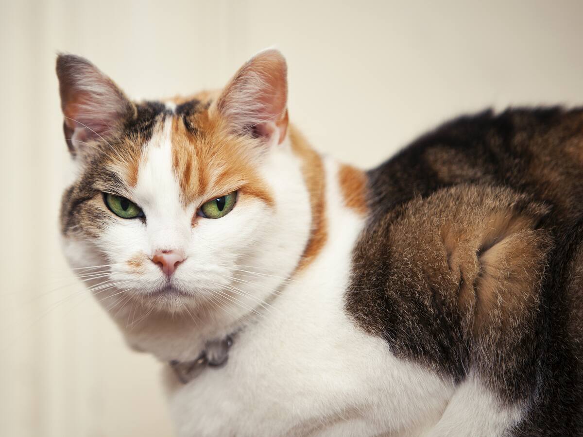 ¿Por qué los gatos odian las caricias en su panza?: Experto responde